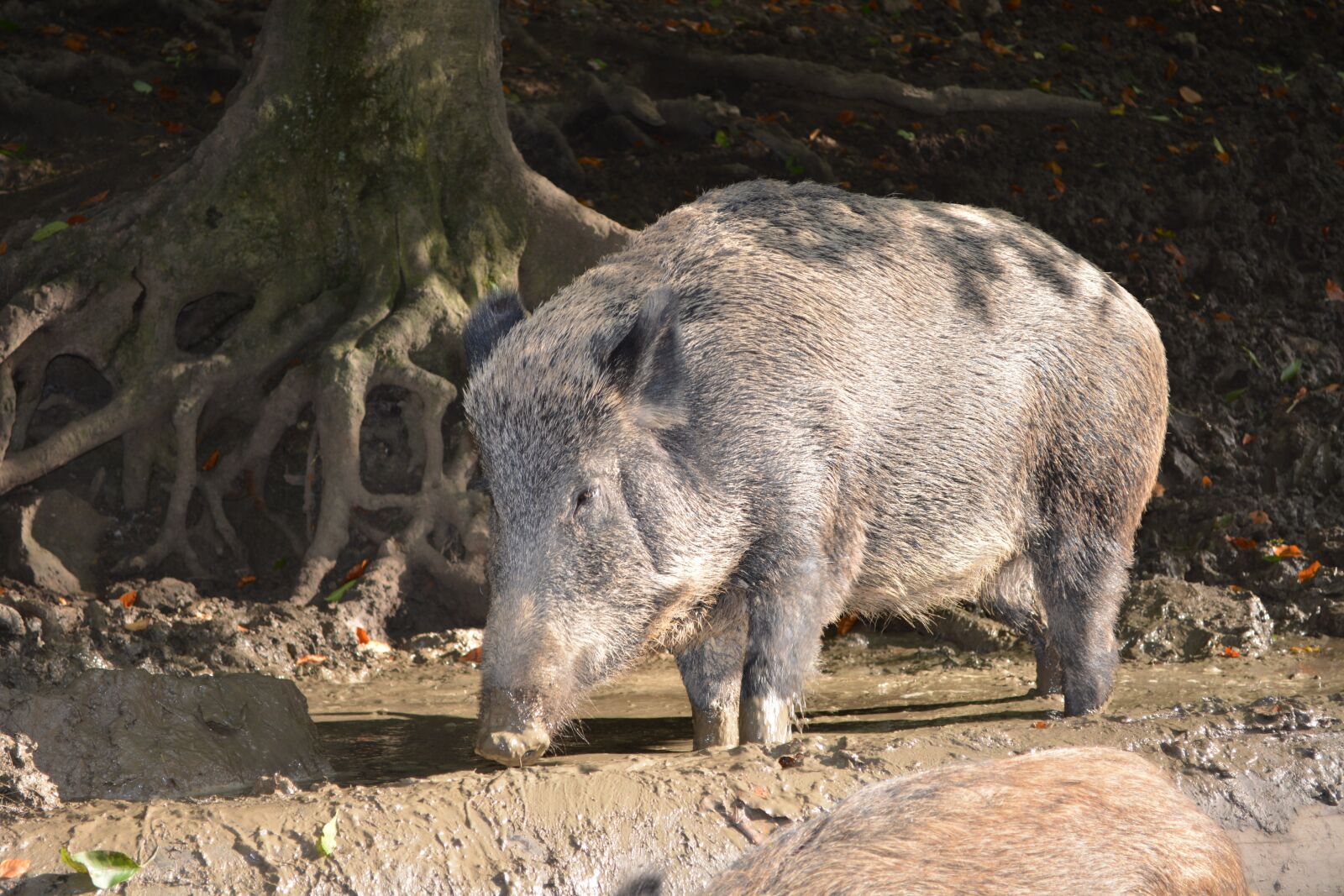 Nikon D5200 sample photo. Boar, forest, nature photography