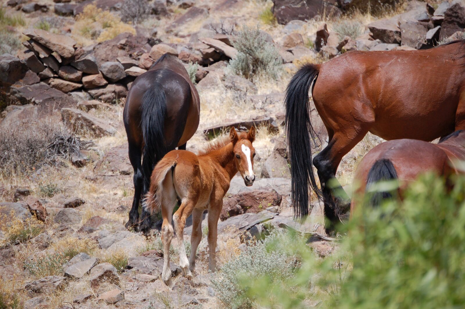 Nikon D50 sample photo. Mustang, mustangs, horse photography