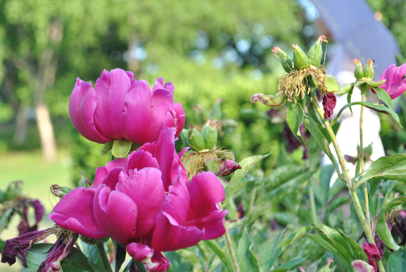 Nikon D3000 sample photo. Peonies, flowers, nature photography