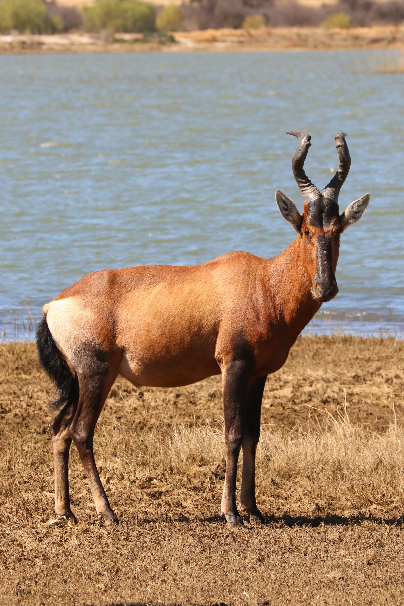 Canon EF 70-300mm F4-5.6L IS USM sample photo. Red hartebeest, antelope, africa photography