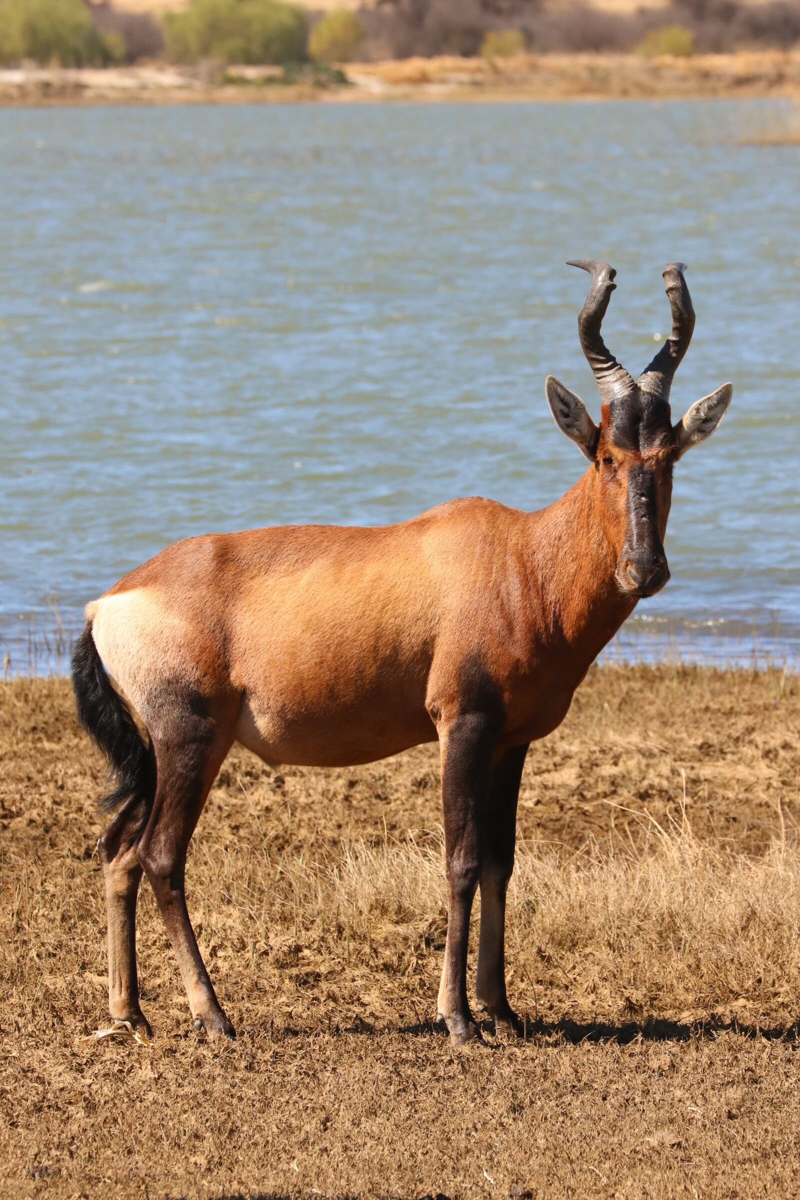 Canon EOS 760D (EOS Rebel T6s / EOS 8000D) + Canon EF 70-300mm F4-5.6L IS USM sample photo. Red hartebeest, antelope, africa photography