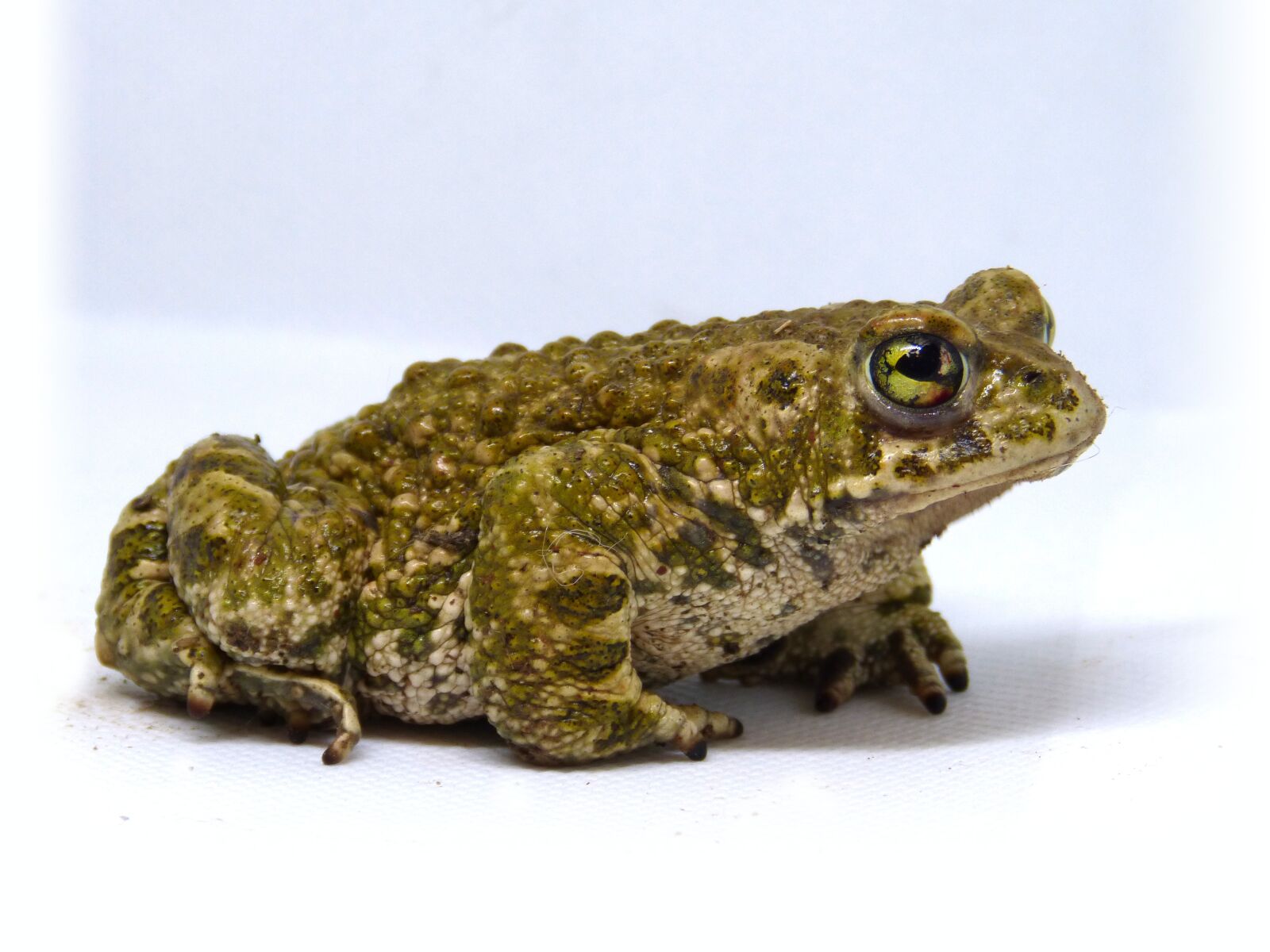 Panasonic DMC-FZ62 sample photo. Frog, toad, batrachian photography
