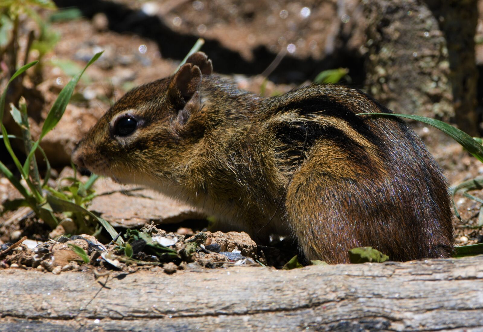 Nikon D850 sample photo. Chipmunk, squirrel, rodent photography