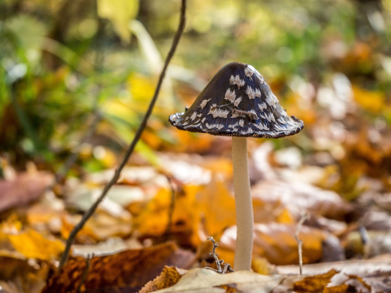 Olympus OM-D E-M10 II sample photo. Autumn, forest, mushroom photography