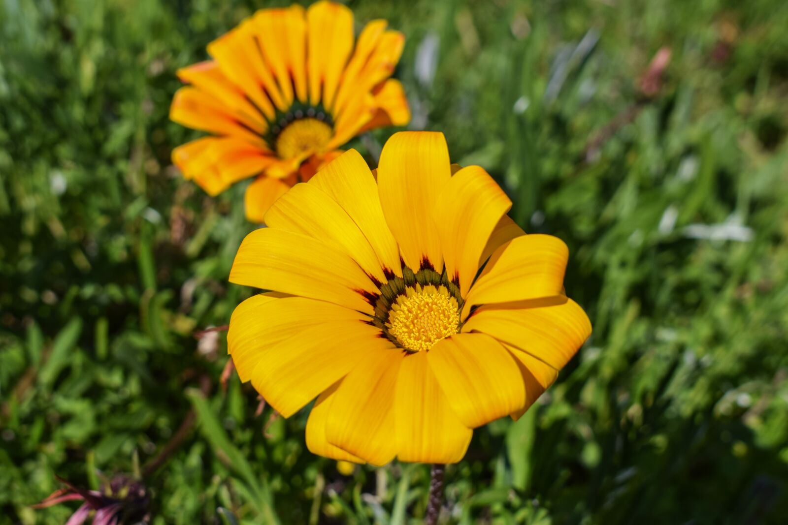Nikon D3300 sample photo. Gazania, flower, colorful photography