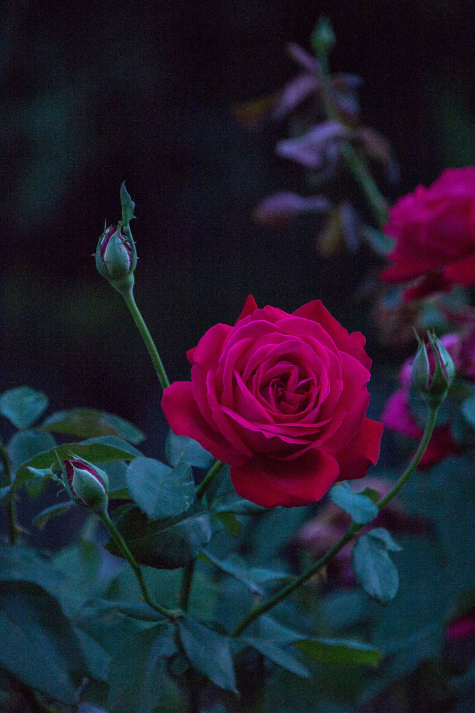Canon EOS 750D (EOS Rebel T6i / EOS Kiss X8i) sample photo. Rose, garden, flower photography