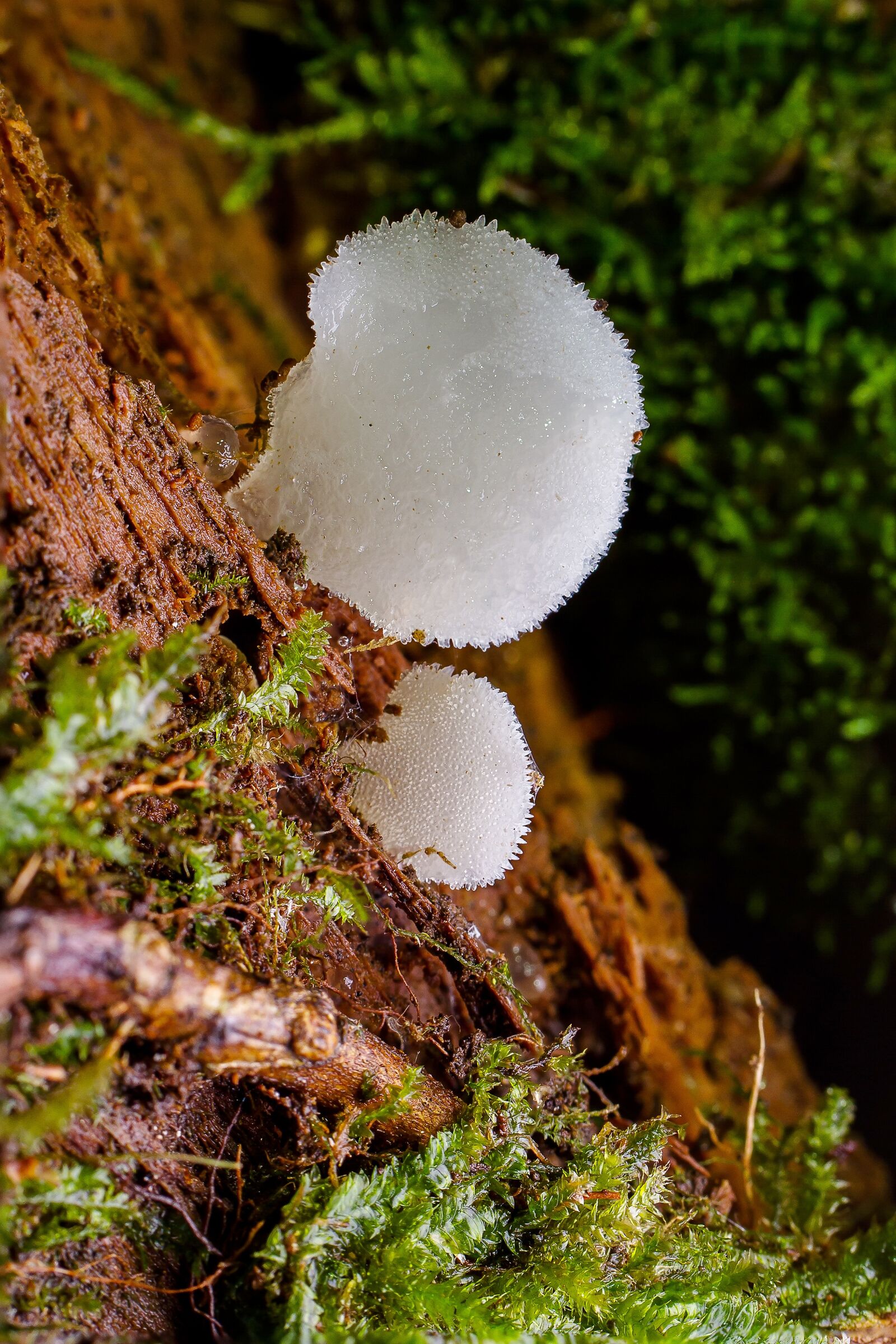 Tamron SP AF 60mm F2 Di II LD IF Macro sample photo. Mushroom, mini mushroom, sponge photography