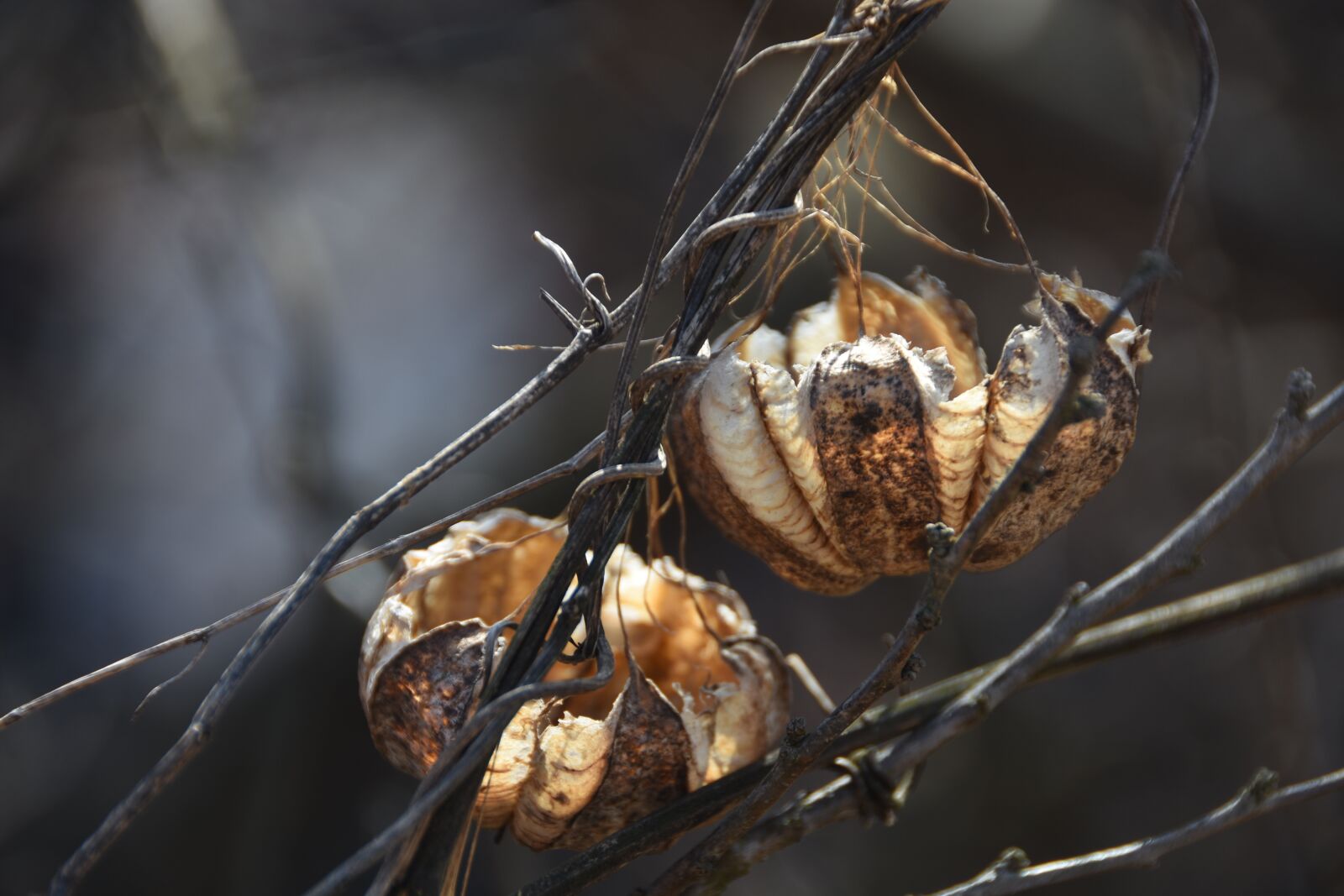 Nikon D7200 sample photo. Fruit, winter, nature photography
