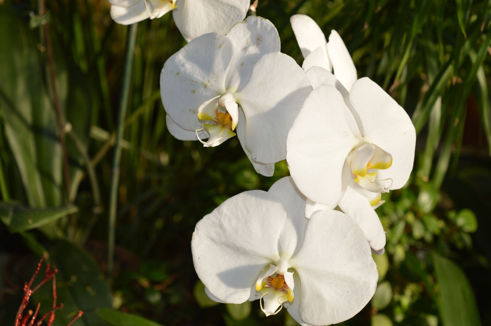 Nikon D3200 sample photo. Lily, white, flower photography
