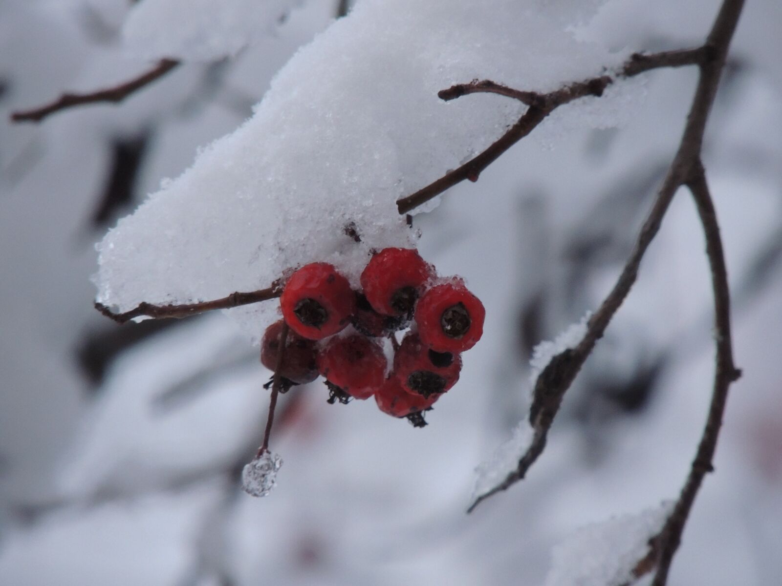 Nikon Coolpix P510 sample photo. Winter, snow, landscape photography