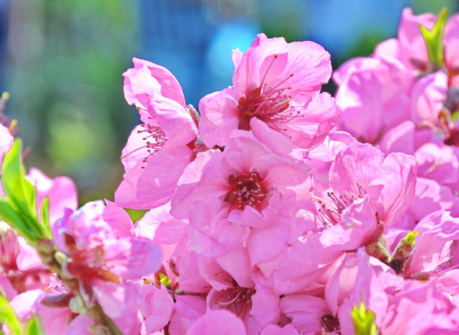 Nikon D90 sample photo. Flowering tree, fruity, garden photography