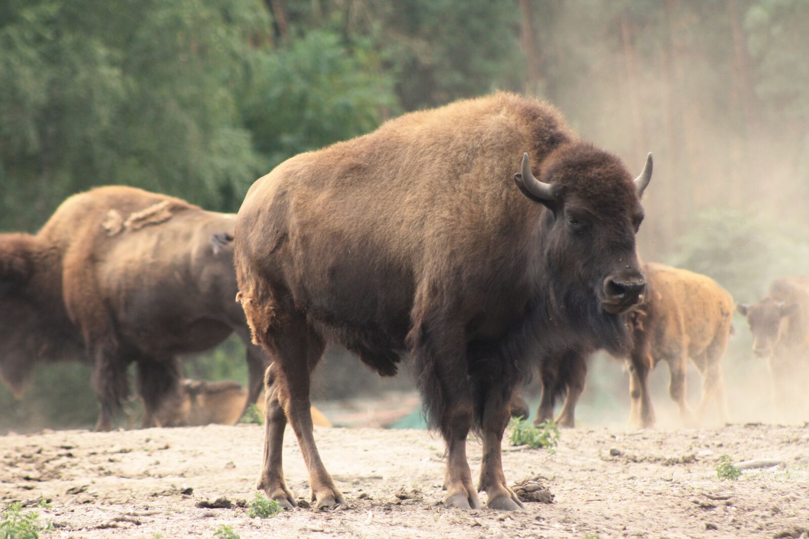 Canon EOS 1000D (EOS Digital Rebel XS / EOS Kiss F) sample photo. Bison, buffalo, flock photography
