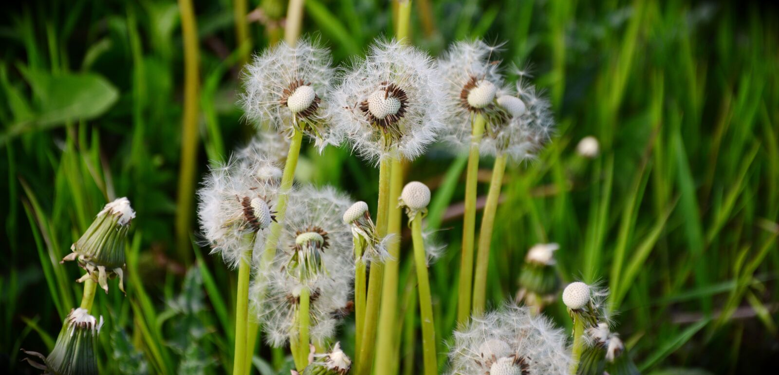 Nikon D5200 sample photo. Dandelion, common dandelion, pointed photography
