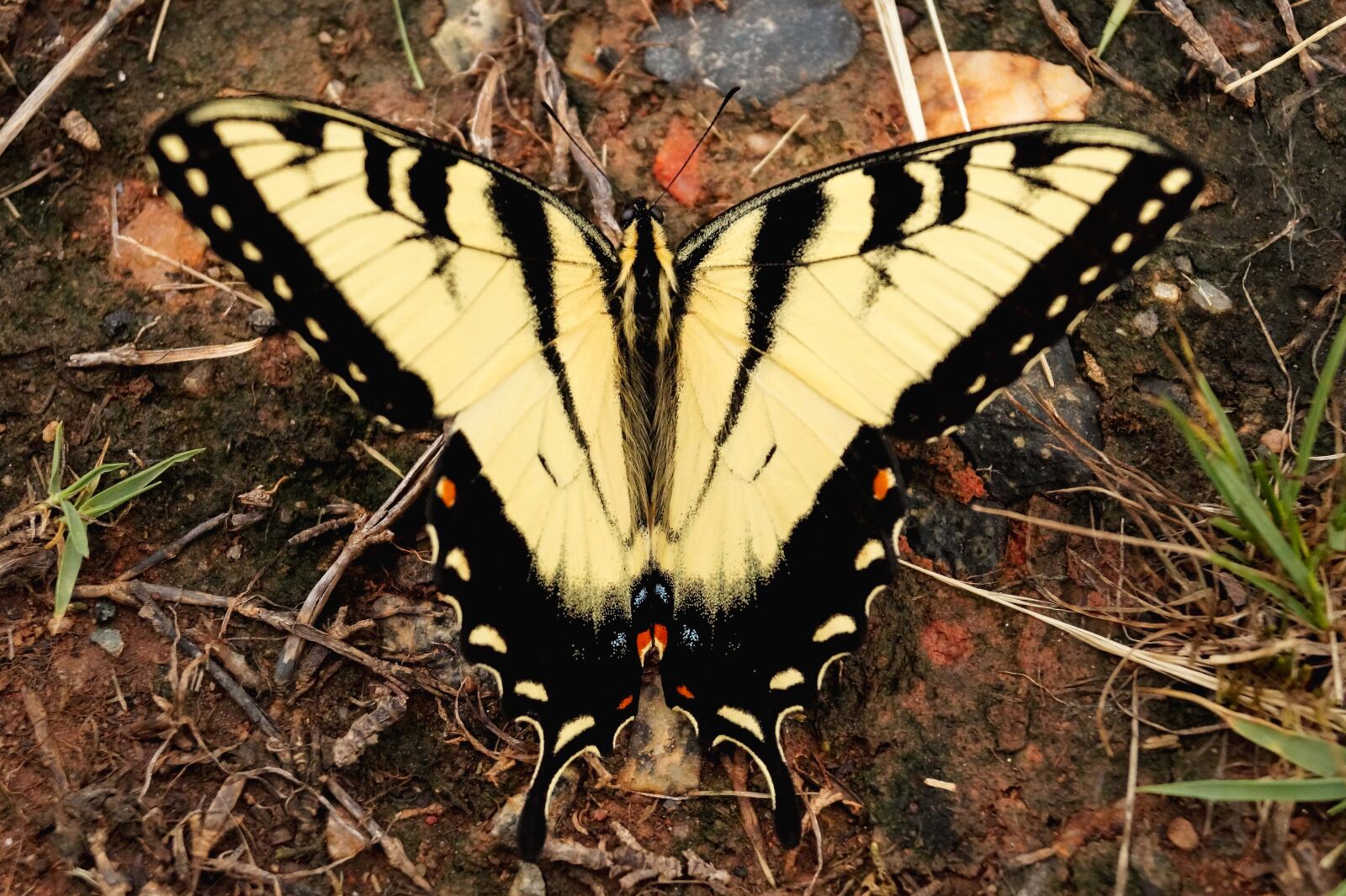 Sony DT 18-55mm F3.5-5.6 SAM II sample photo. Bug, nature, butterfly, veronicanieves photography