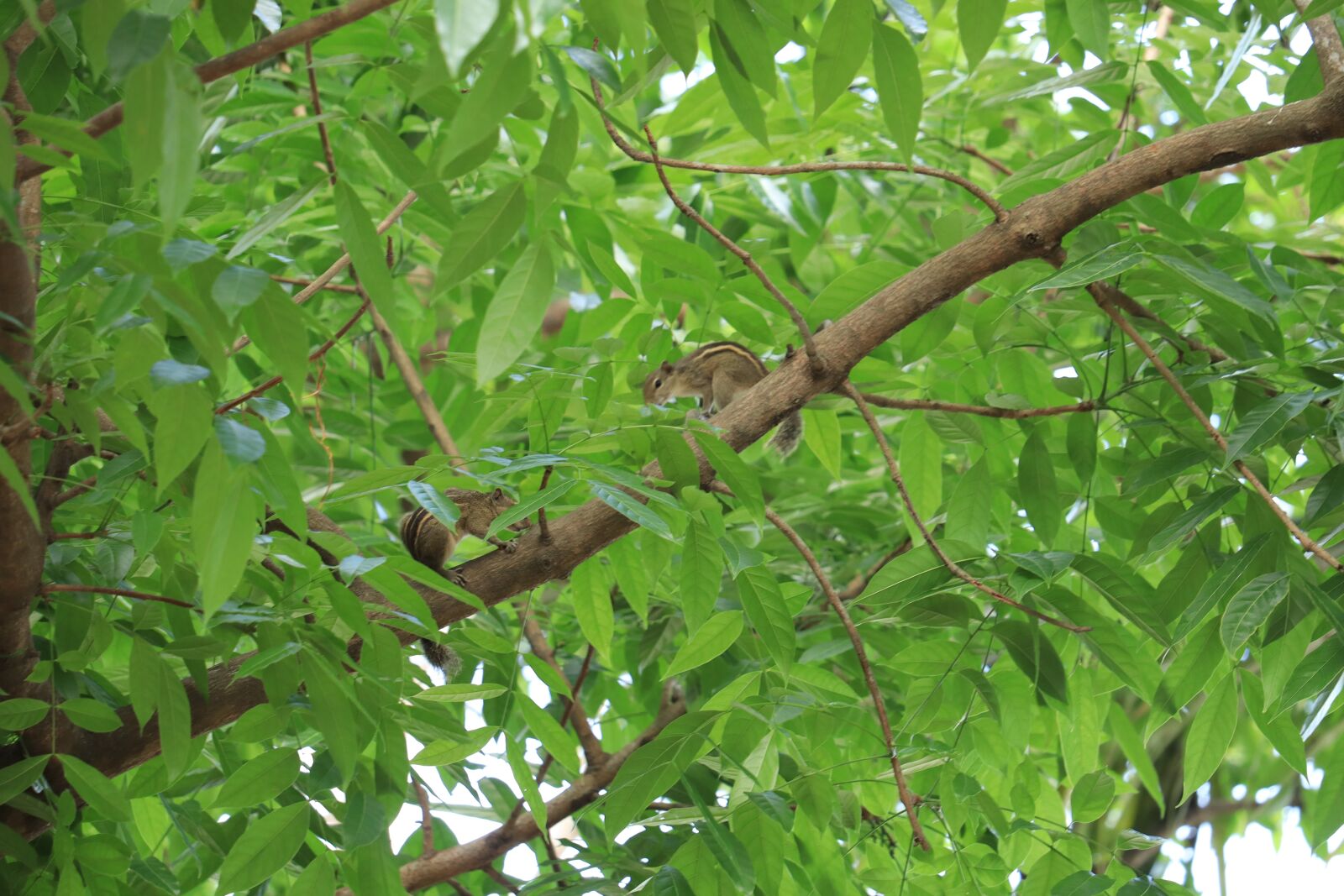 Canon EOS 250D (EOS Rebel SL3 / EOS Kiss X10 / EOS 200D II) sample photo. Squirrel, two, playing photography