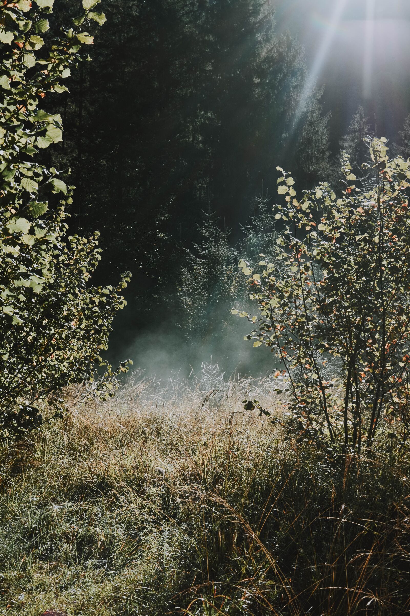 Nikon D5200 sample photo. Nature, autumn, forest photography