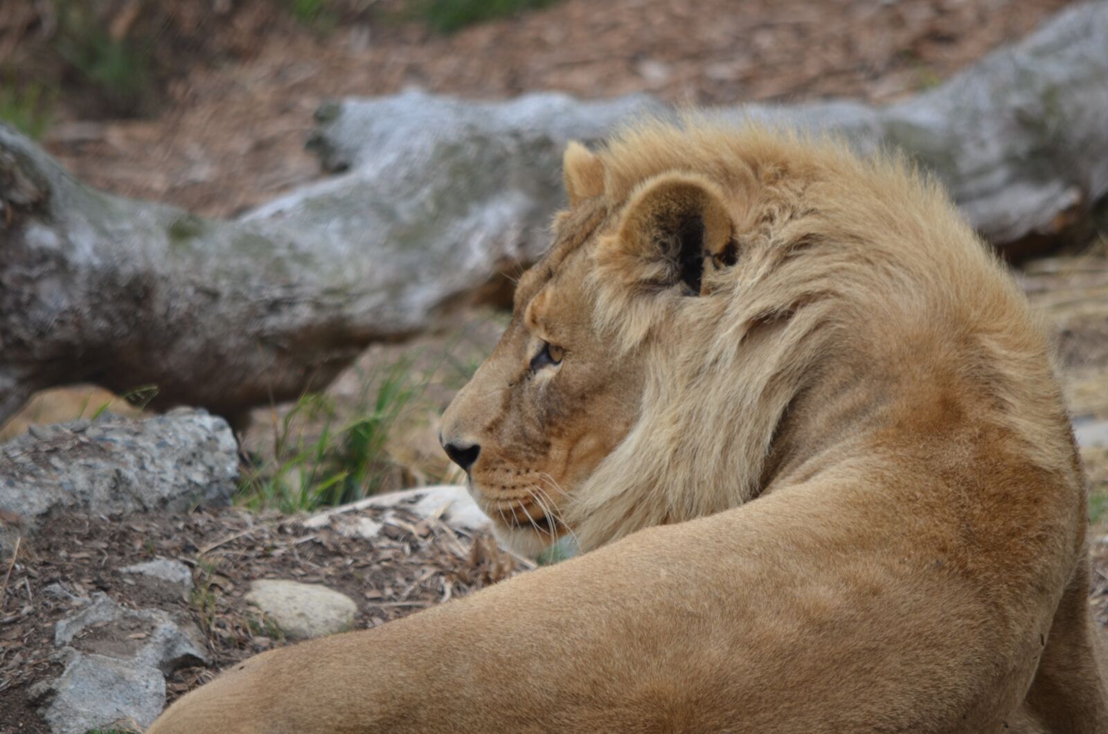 Nikon D7000 sample photo. Lion, king of the photography