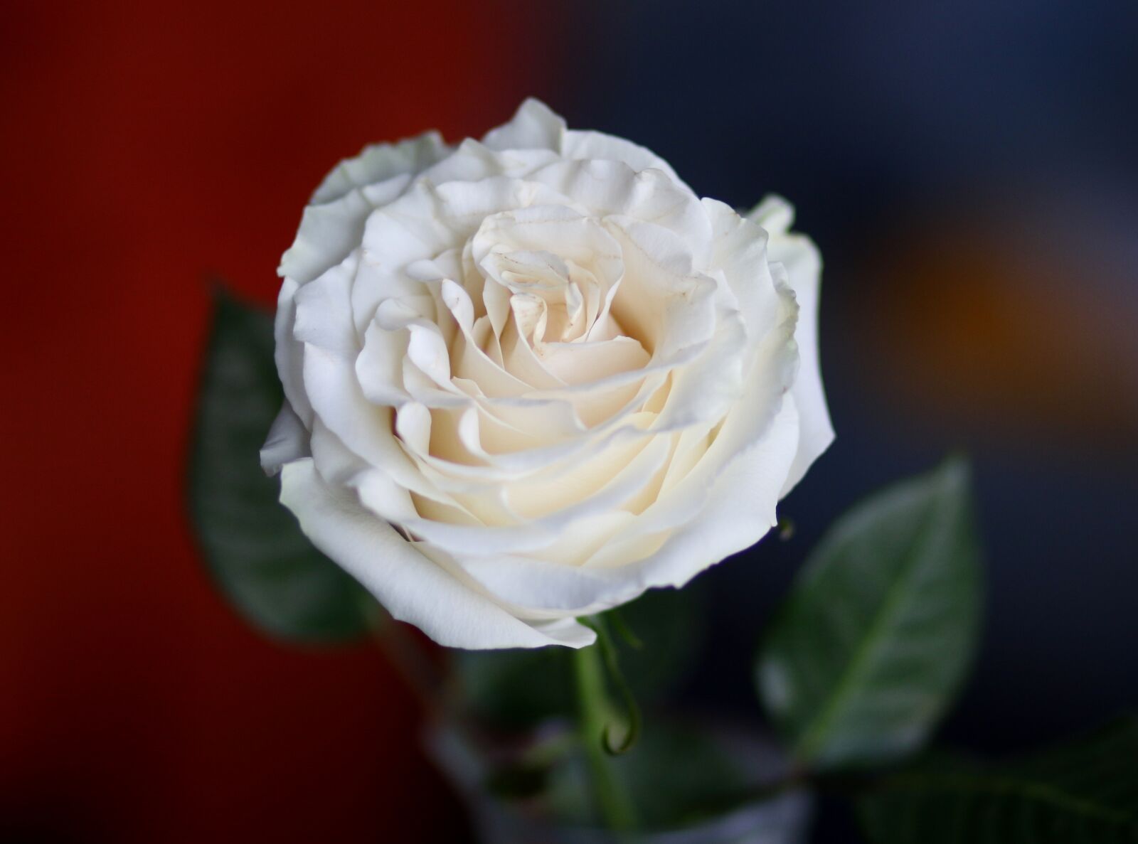 Canon EF 85mm F1.8 USM sample photo. Rose, white, flower photography