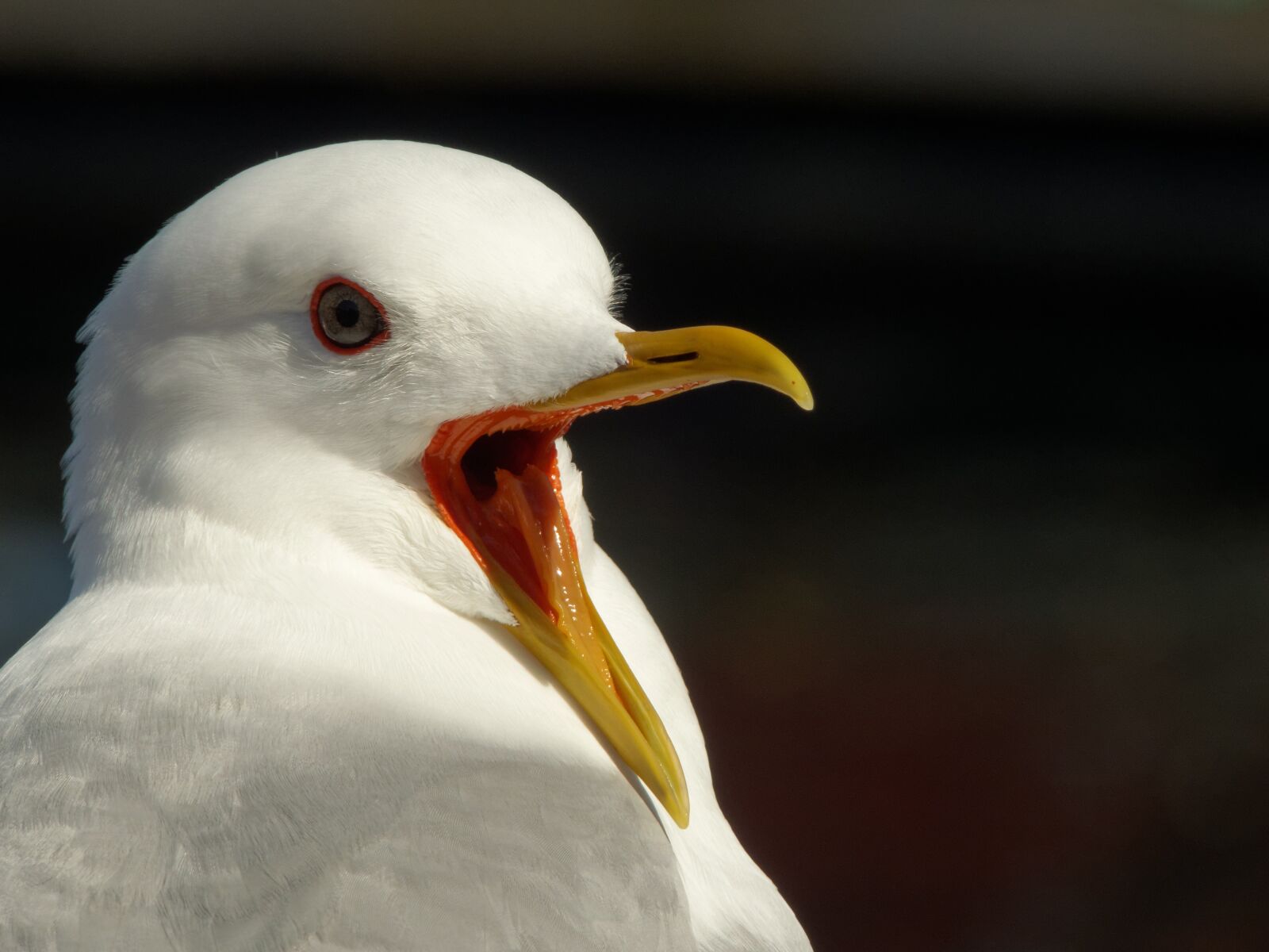 Panasonic Lumix DMC-FZ200 sample photo. Seagull, lofoten, norway photography