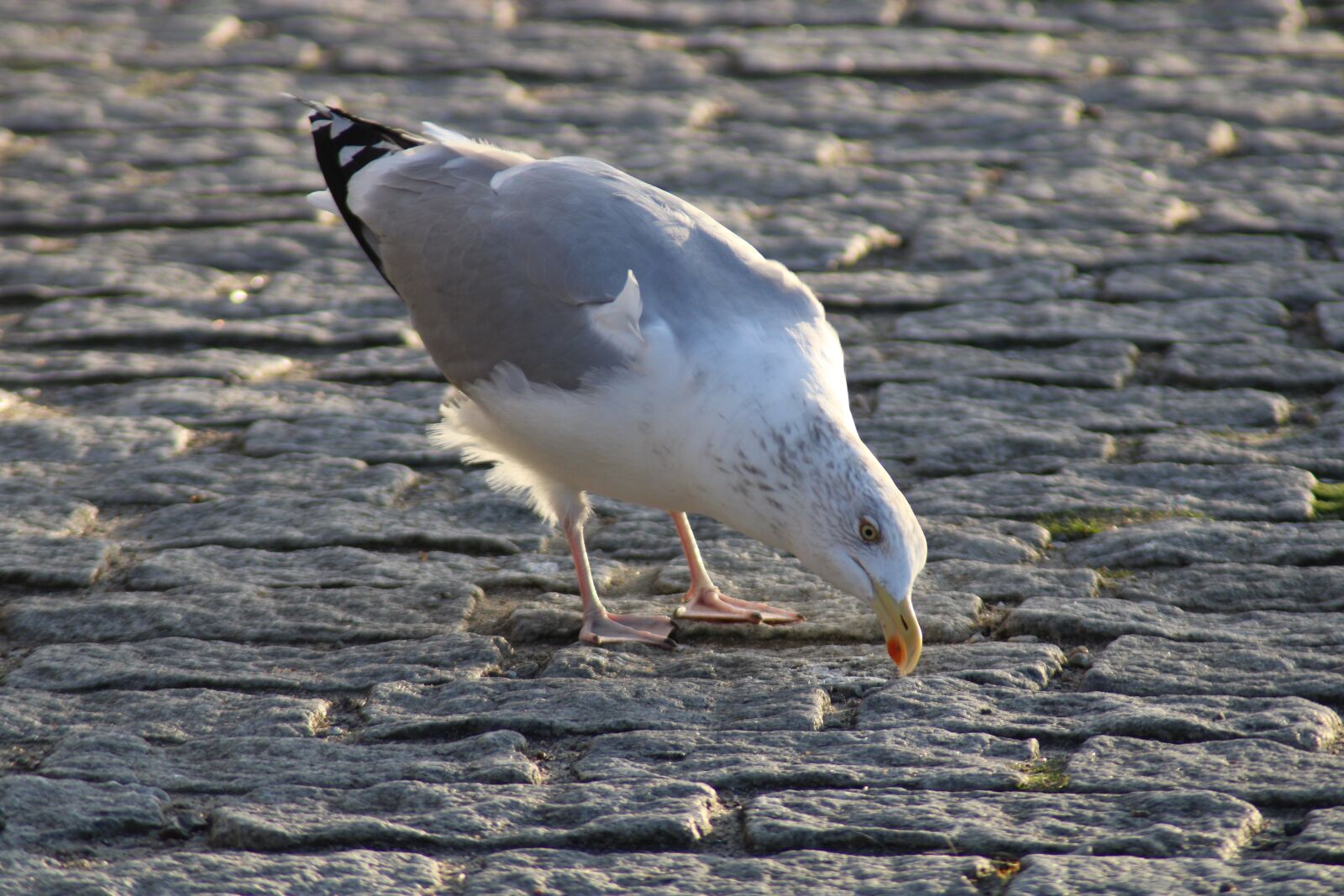 Canon EOS 2000D (EOS Rebel T7 / EOS Kiss X90 / EOS 1500D) sample photo. Bird, seagull, sea photography
