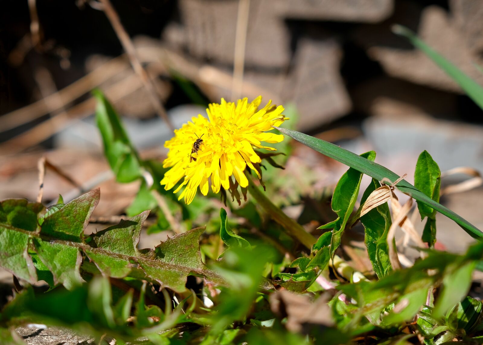 Fujifilm X-H1 sample photo. Dandelion, flower, spring photography