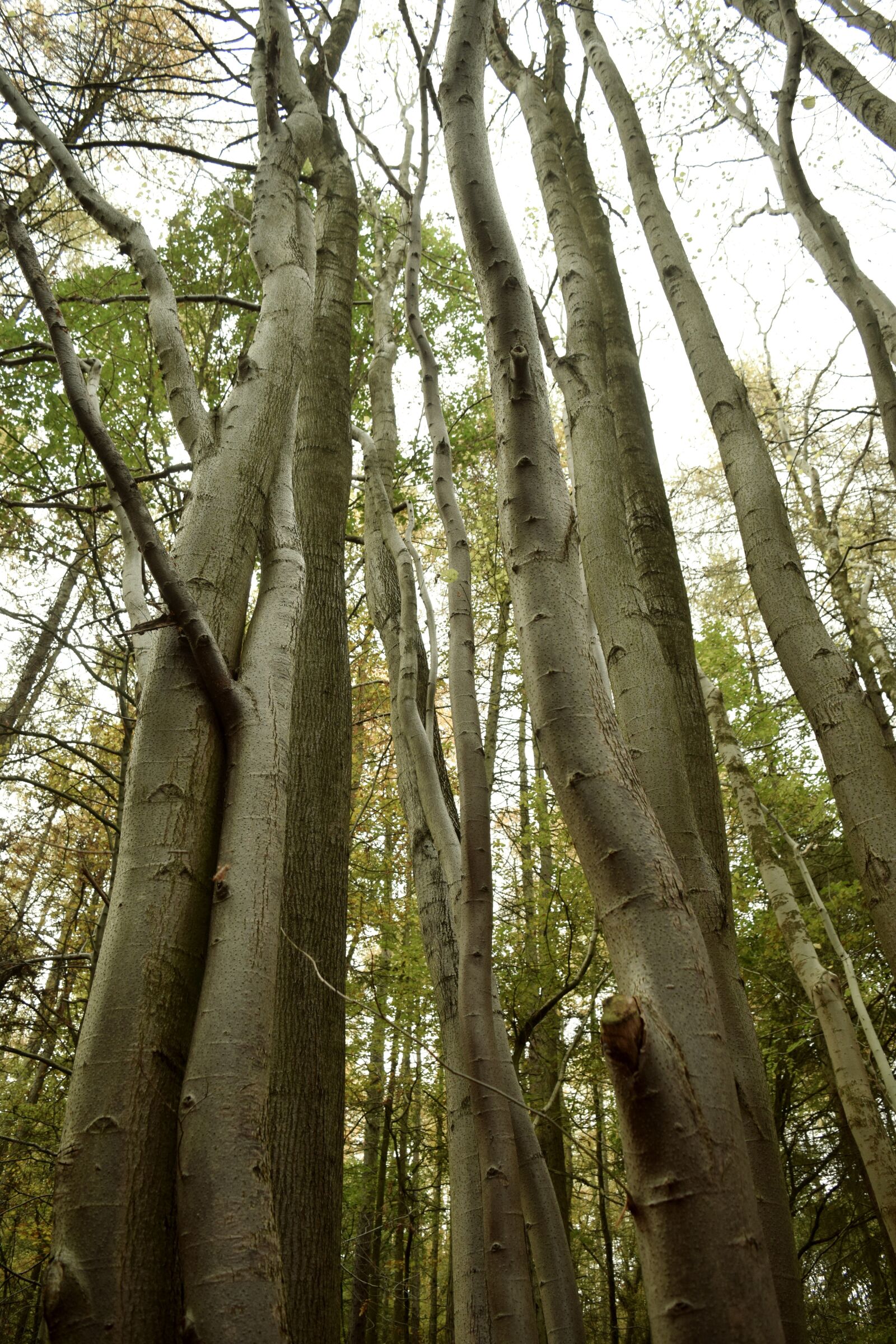 Nikon D3300 sample photo. Trees, nature, landscape photography
