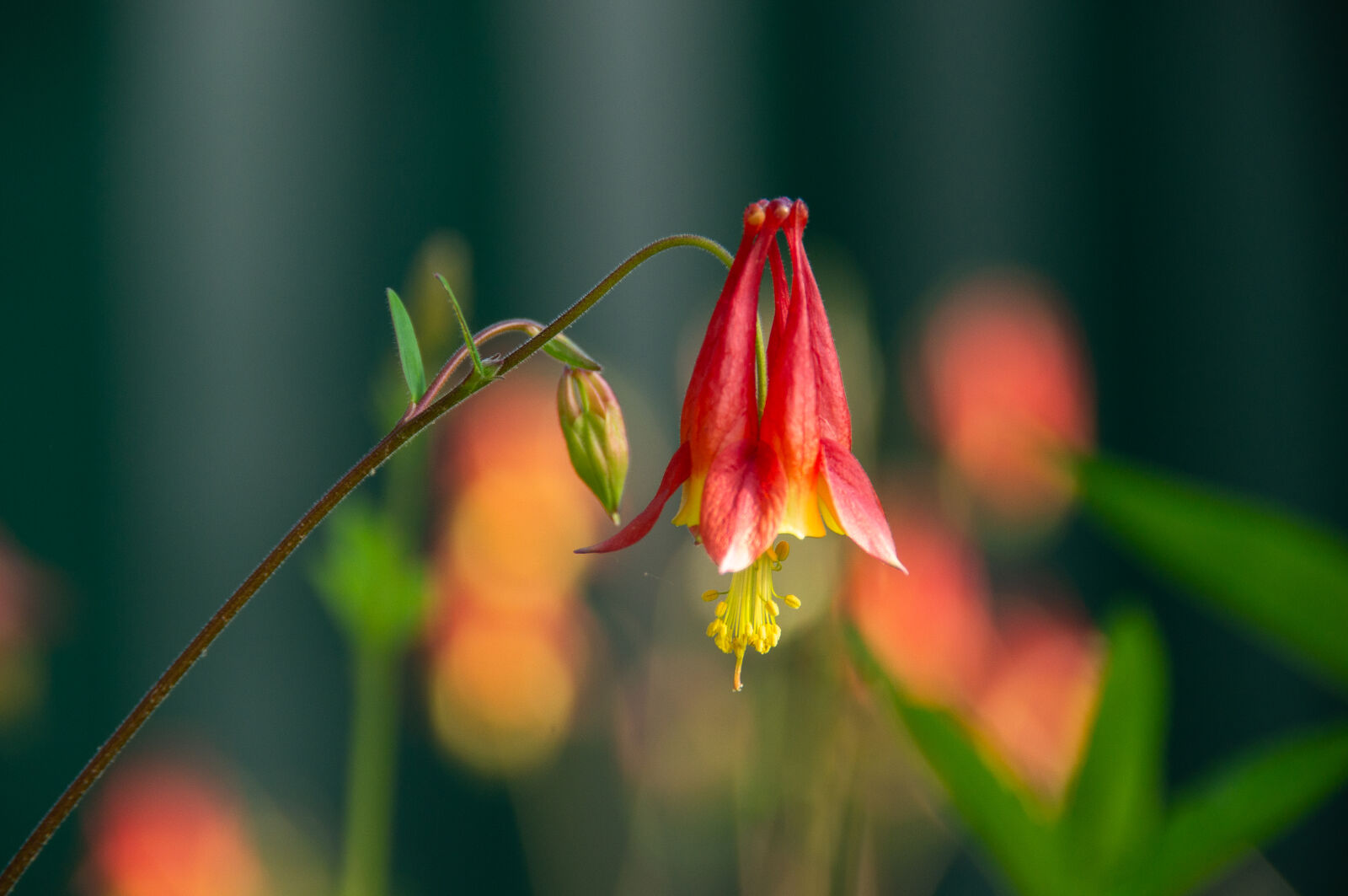Sony Alpha DSLR-A580 sample photo