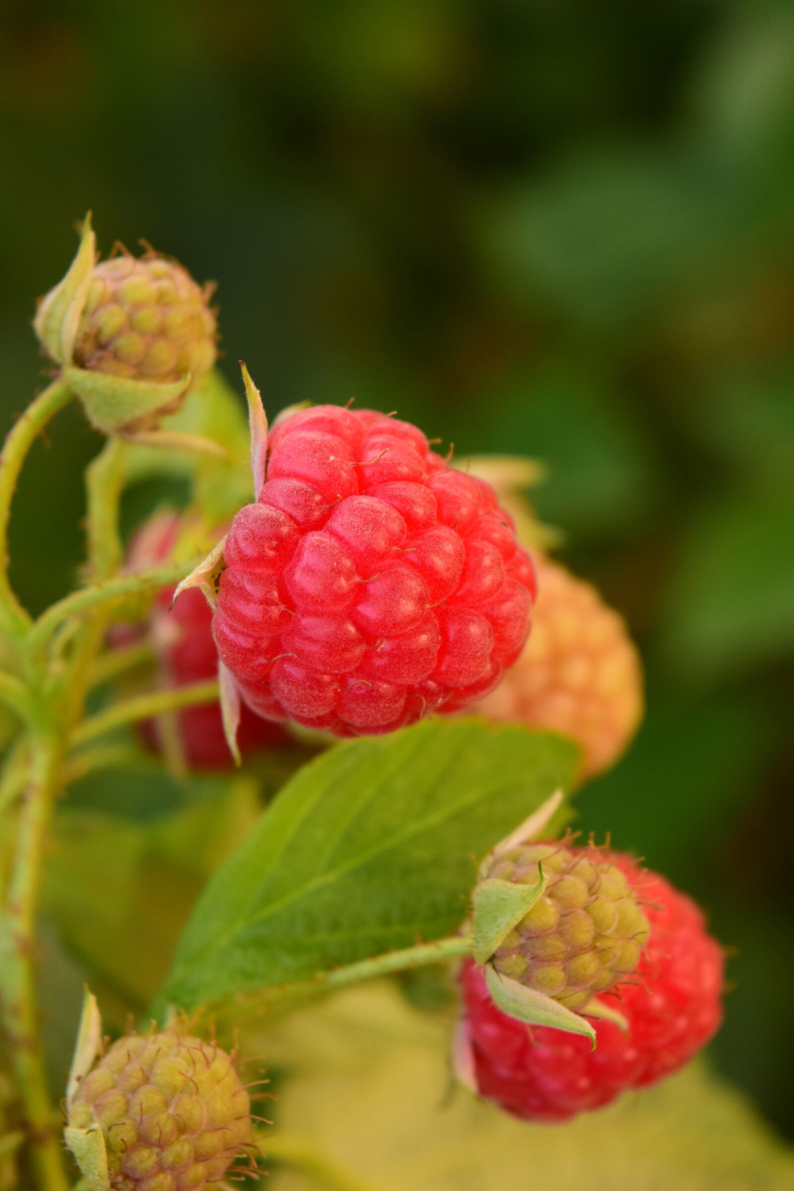 Nikon D3300 sample photo. Raspberries, himbeerstrauch, red photography