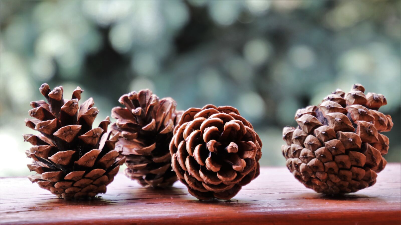 Canon EOS 80D sample photo. Cones, forest, nature photography