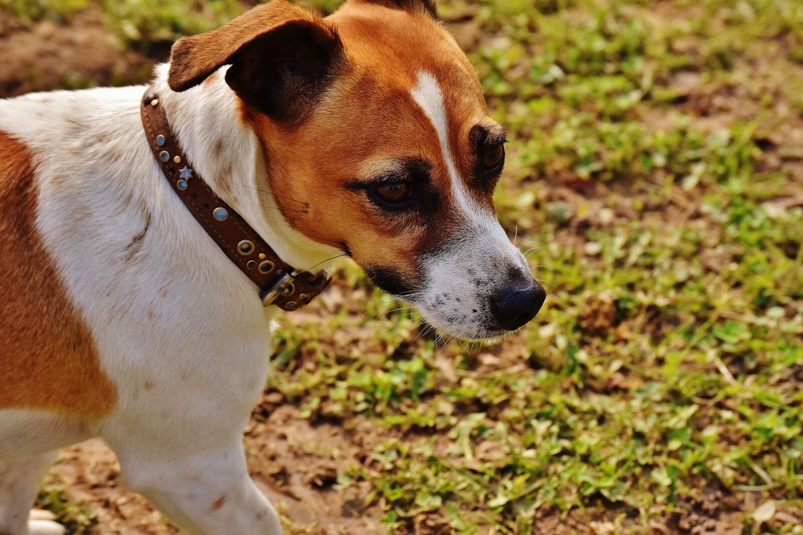 Nikon D7200 sample photo. Jack russell, terrier, play photography