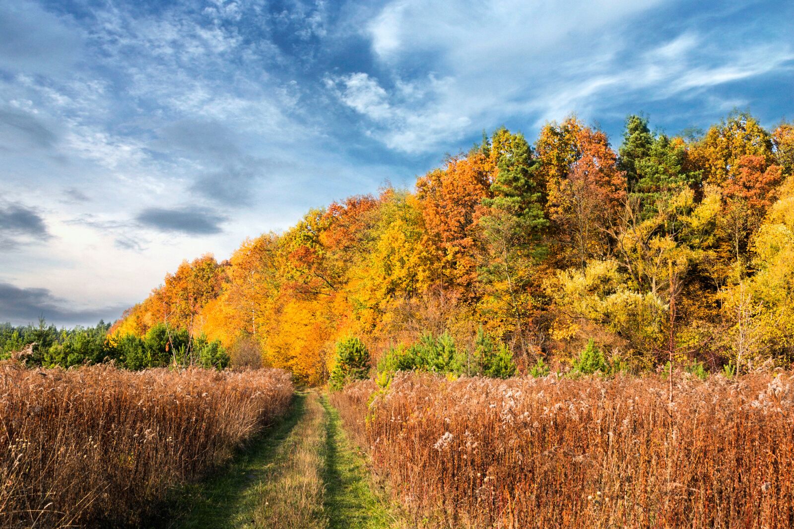 Nikon D3300 sample photo. Autumn, trees, nature photography