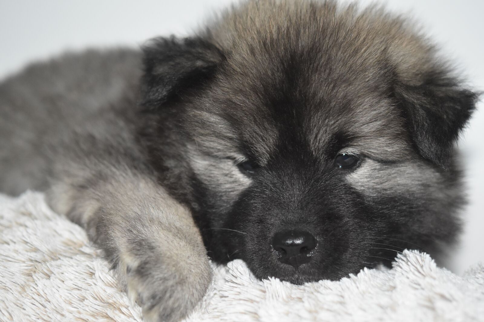 Nikon D5600 sample photo. Dog, puppy, young dog photography
