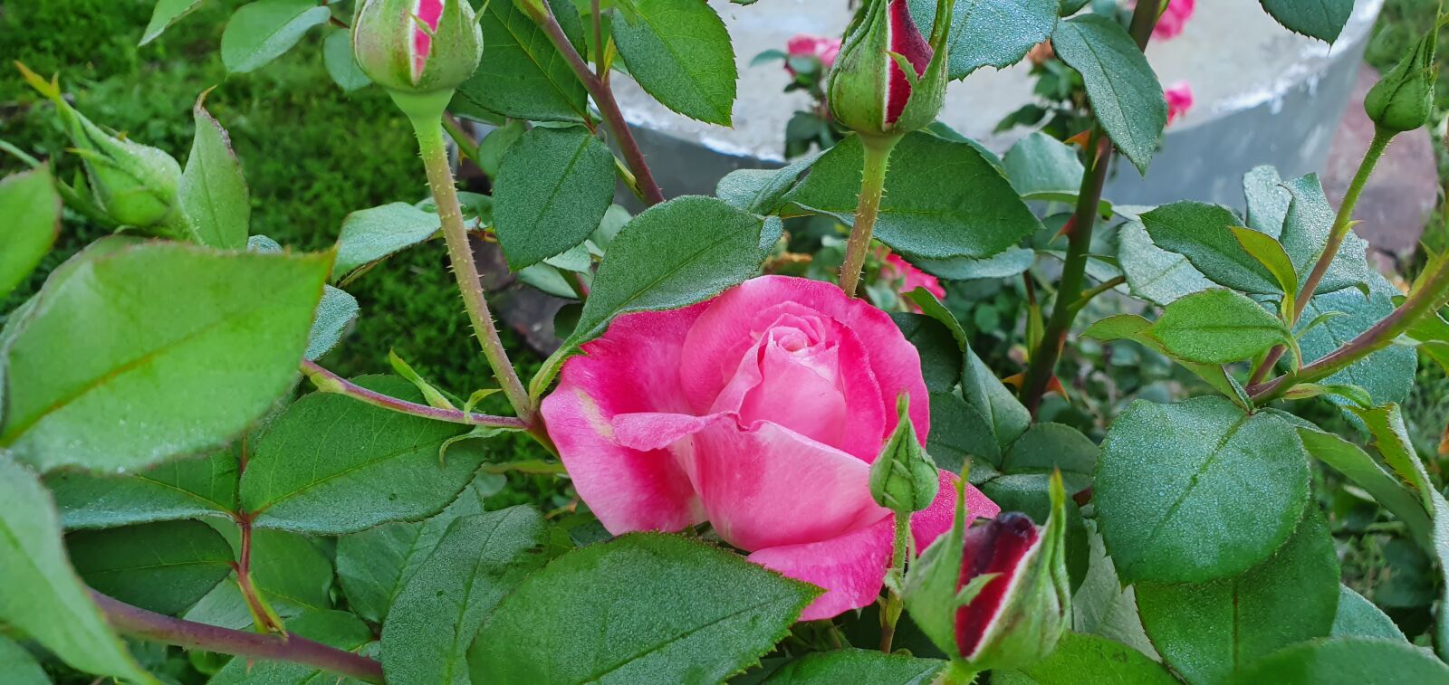 Samsung Galaxy S10e sample photo. Red, rose, bud photography