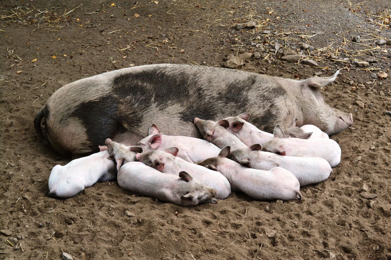 Nikon D3100 sample photo. Pigs, piglet, suckle photography