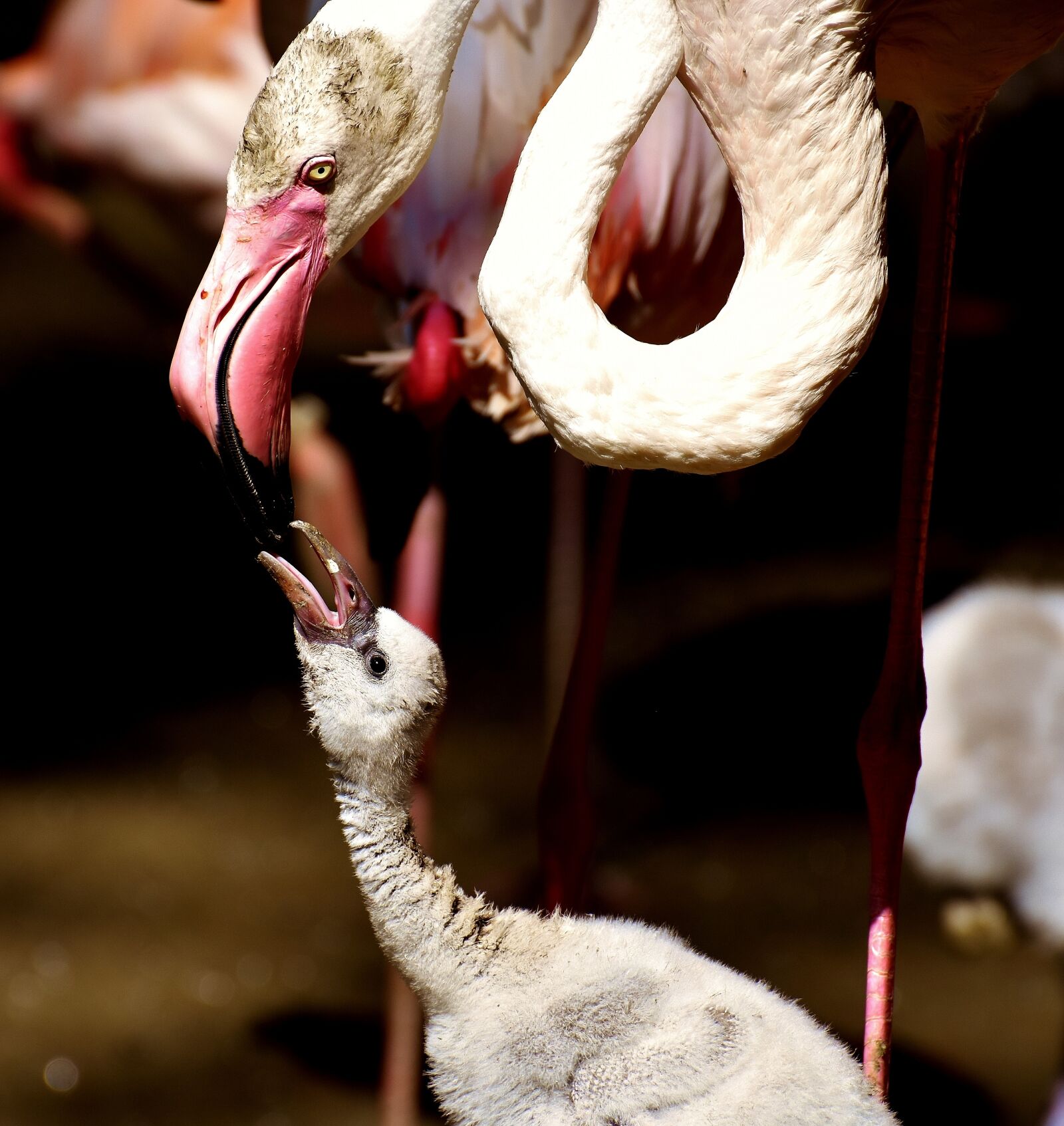 Nikon D7200 sample photo. Flamingos, chicks, cute photography