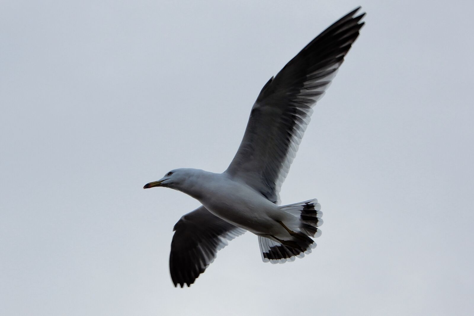 Nikon Coolpix A900 sample photo. Animal, sky, sea gull photography
