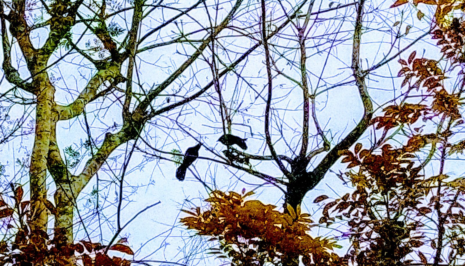 Xiaomi Mi A3 sample photo. Tree and birds, tree photography