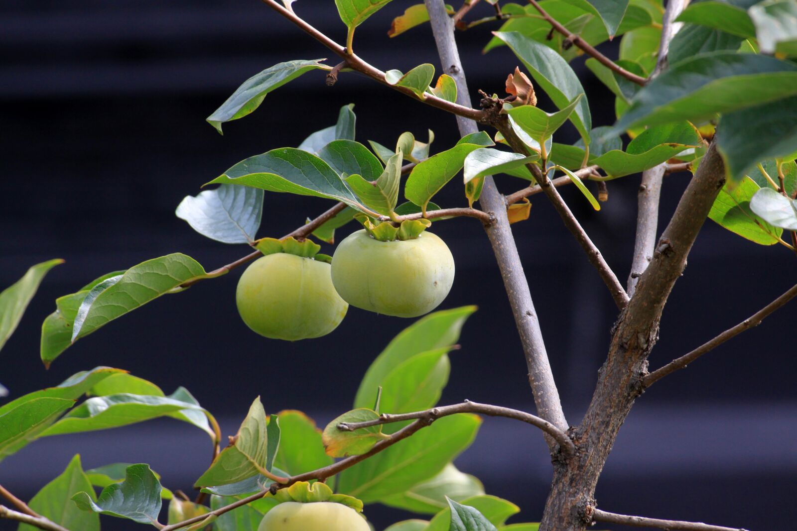 Canon EOS 50D sample photo. Persimmon, autumn, nature photography
