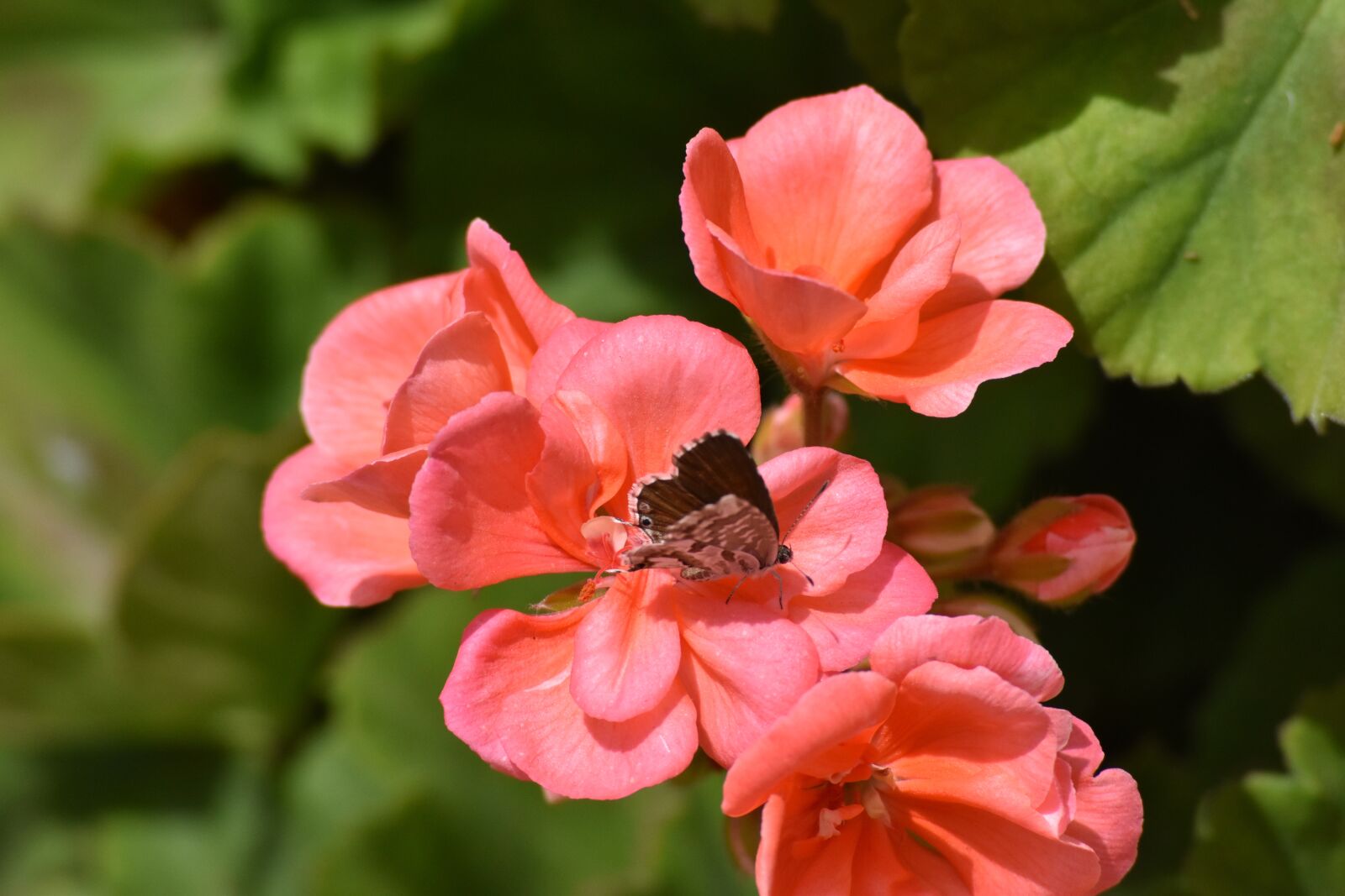 Nikon D5500 sample photo. Fauna, flora, nature photography