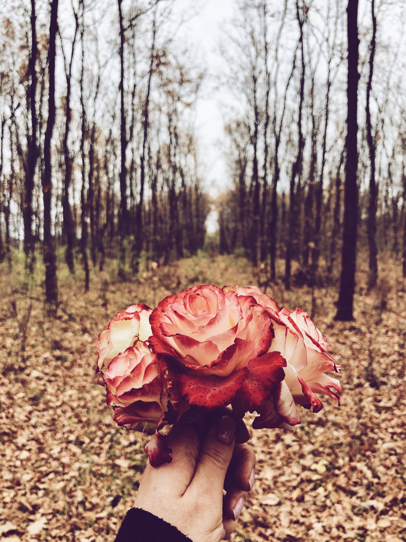 Apple iPhone 8 Plus sample photo. Forest, trees, roses photography