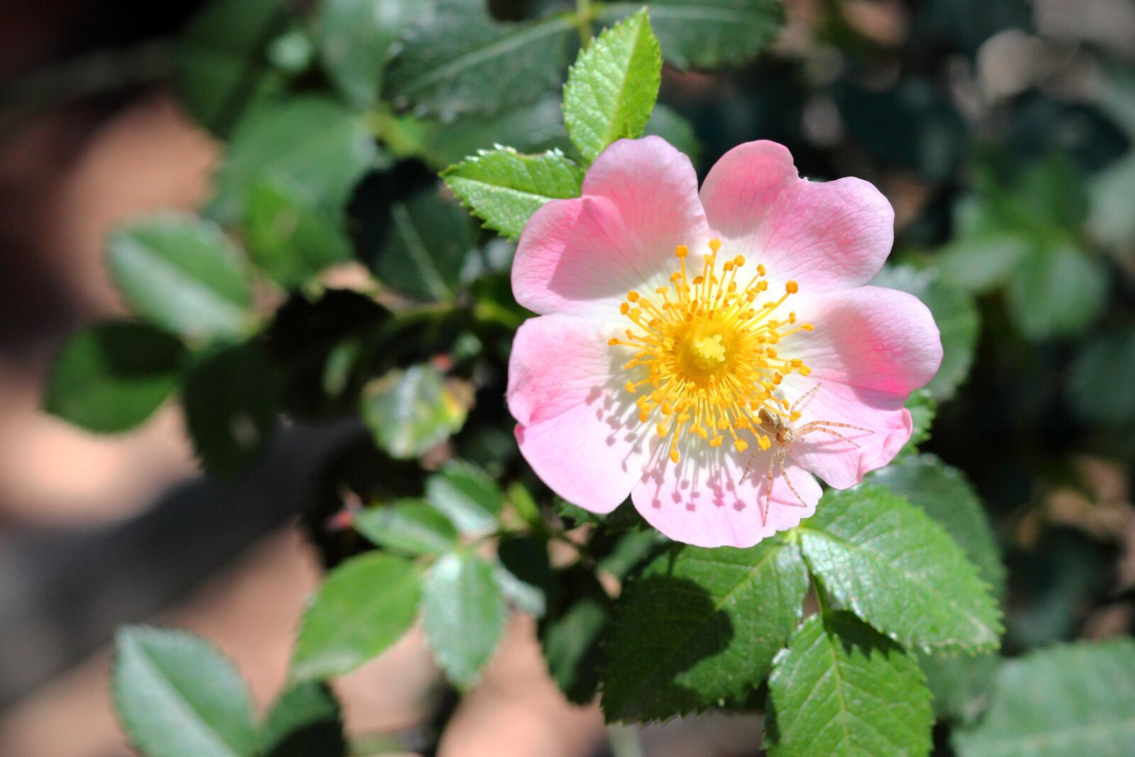 Canon EOS 1200D (EOS Rebel T5 / EOS Kiss X70 / EOS Hi) + Canon EF 50mm F1.8 STM sample photo. Flower, nature, petals photography