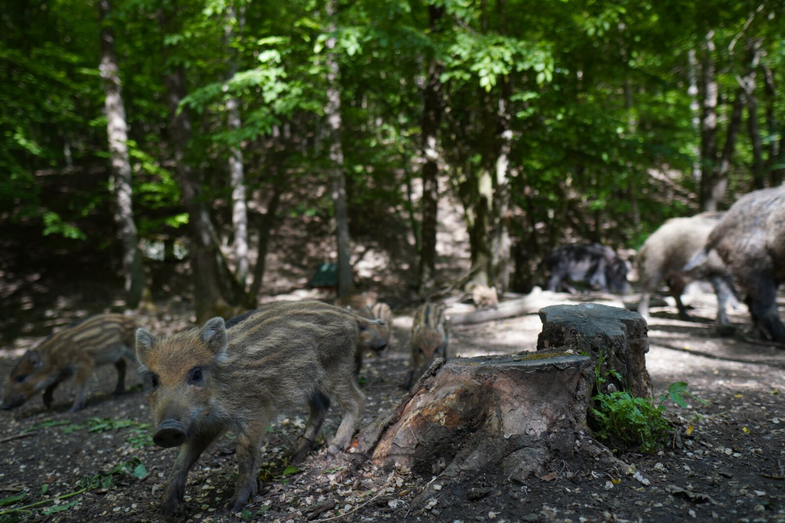 Sony a6400 + Sigma 16mm F1.4 DC DN | C sample photo. Wild boar, pig, sows photography