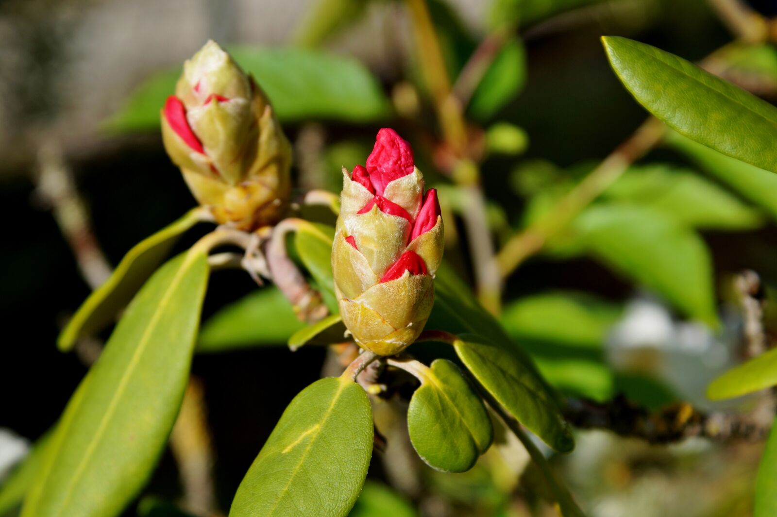 Sony DT 18-70mm F3.5-5.6 sample photo. Rhododendron, bush, blossom photography