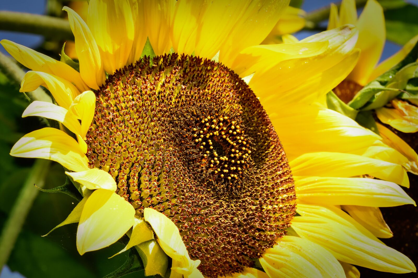 Nikon D7200 sample photo. Sunflower, yellow, close up photography