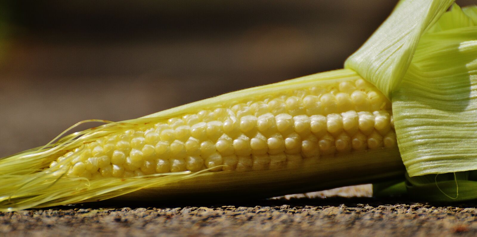 Nikon D3200 sample photo. Corn, young, vegetables photography