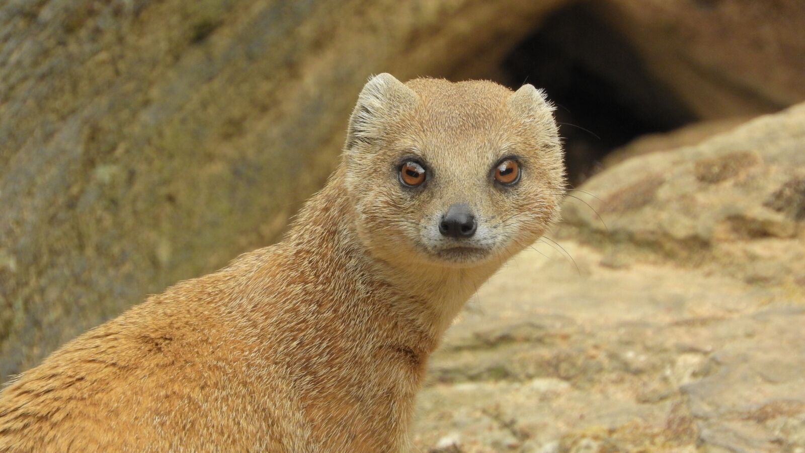 Nikon Coolpix P610 sample photo. Mongoose fox, african beast photography