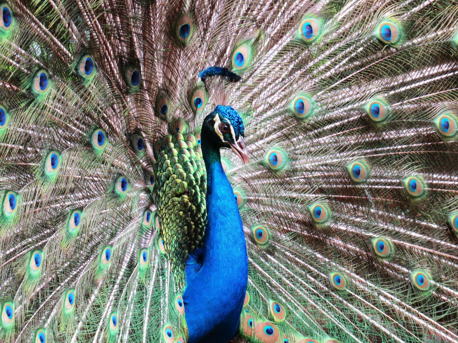Canon PowerShot SX50 HS sample photo. Peacock, bird, ornamental photography