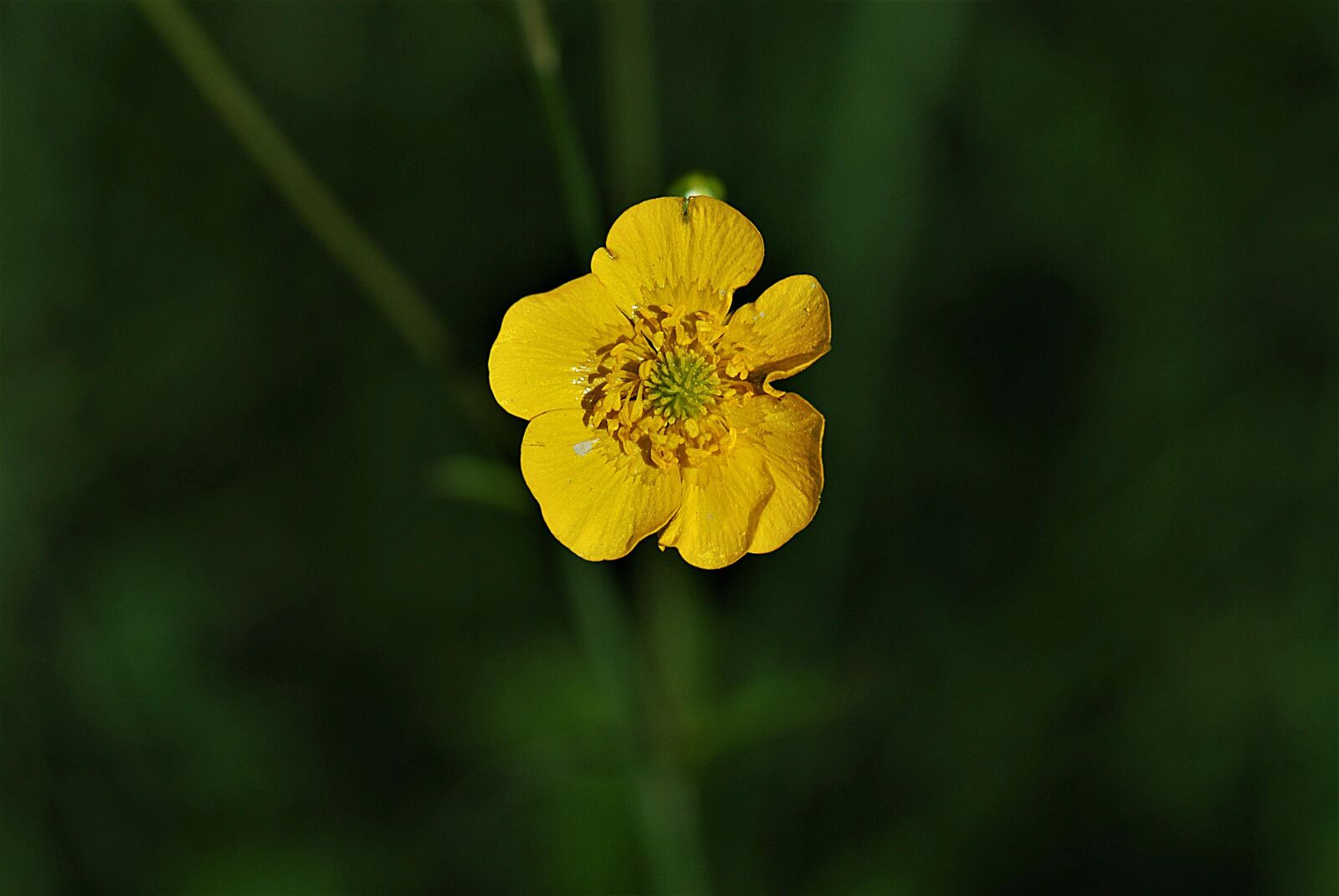 Nikon D80 sample photo. Buttercup, flower, yellow photography