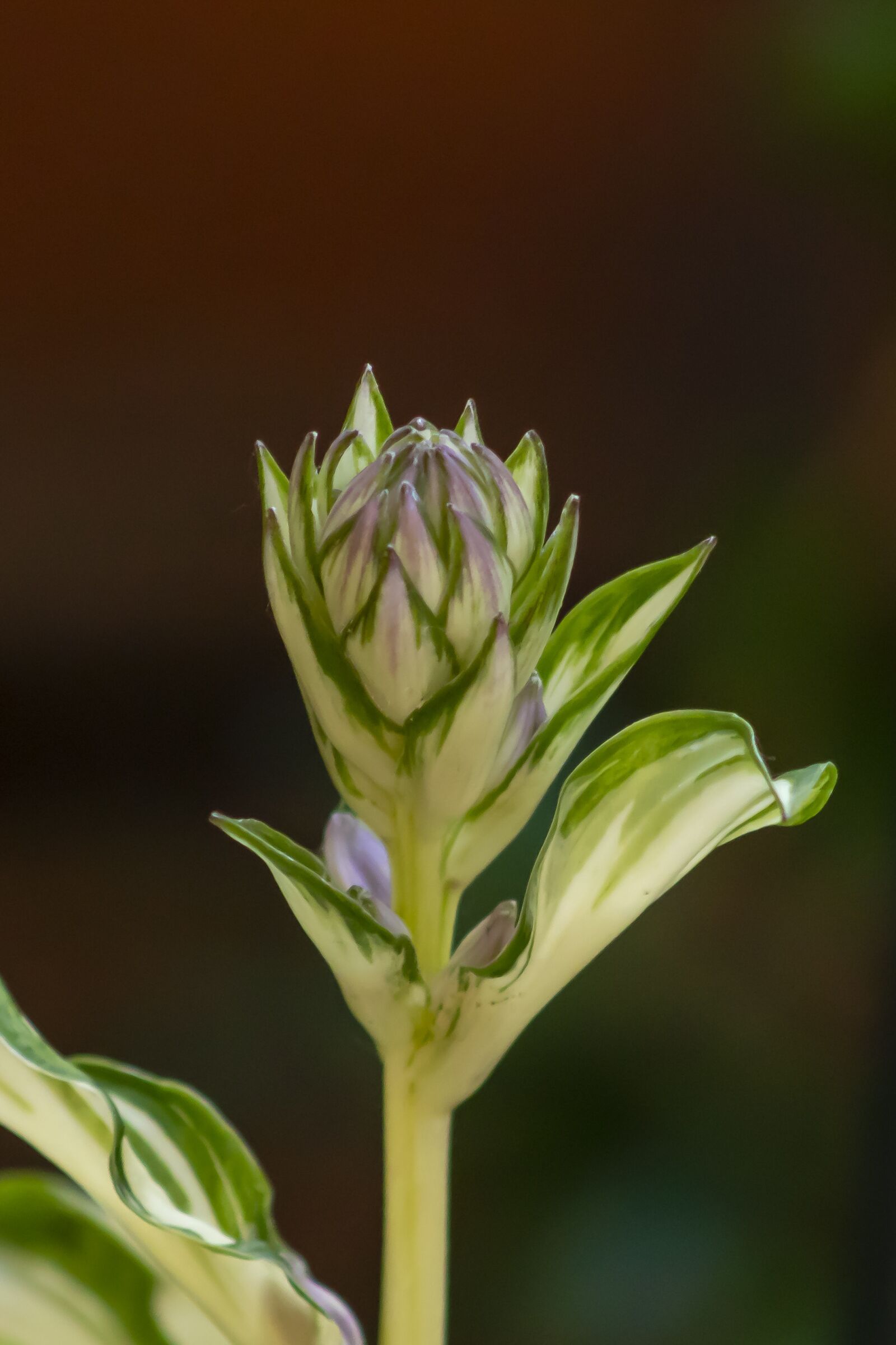 Canon EF75-300mm f/4-5.6 sample photo. Wildflower, bud, flower photography