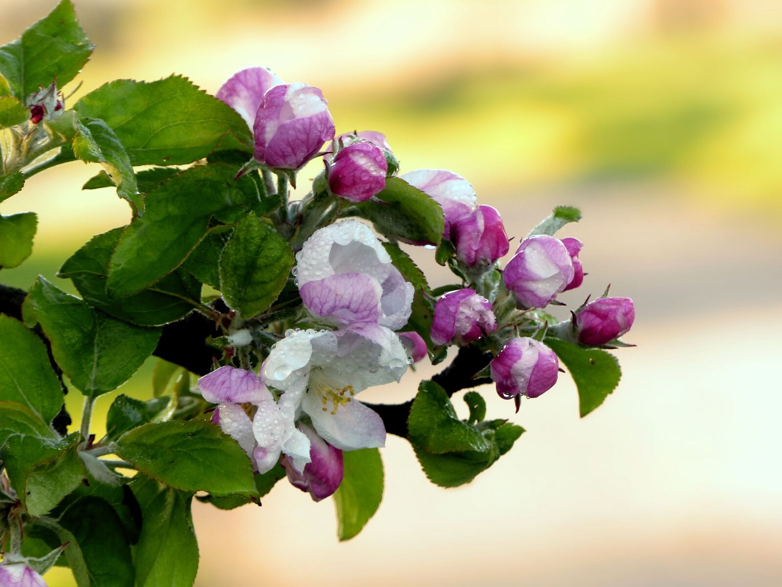 Panasonic Lumix DMC-FZ200 sample photo. Nature, tree, apple tree photography